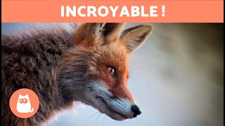 10 CURIOSITÉS sur les RENARDS qui vont vous surprendre 🦊 Découvrezles [upl. by Niras]