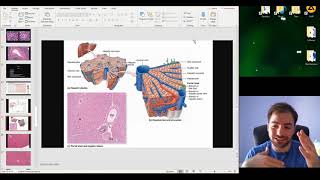 Histology of the Digestive Glands part 2 Pancreas Liver Gallbladder Review of Digestion [upl. by Ferne]