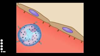 The Basic Inflammatory Response [upl. by Suiradel]