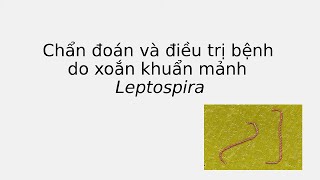 Bệnh do Leptospira [upl. by Paik]