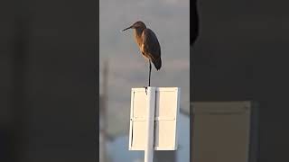 Reddish Egret birds [upl. by Roswell]