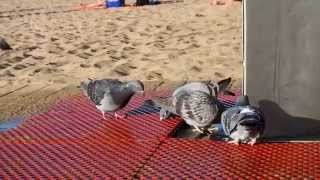 Beach Pigeons of Gran Canaria [upl. by Steve]