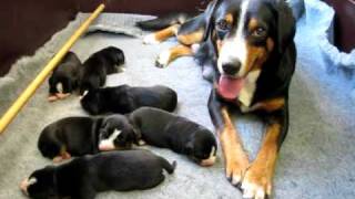 Entlebucher Sennenhonden  Kennel van de Malpieheide [upl. by Vida]