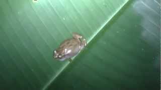 Coqui Pitito Eleutherodactylus cochranae  Whistling Coquí [upl. by Walkling]