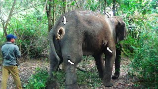 Treating Tusker Elephant suffered with Abscesses all over the body after a duel with another tusker [upl. by Beilul762]