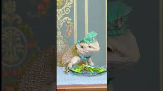 Good morning Mi Li said you eat bread and I eat insects Bearded dragon lizard Reptiles Lizar [upl. by Linda193]