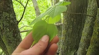 Plantes Bushcraft Le Tilleul [upl. by Neils]