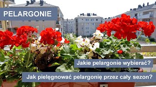 Pelargonie  Jak uprawiać pelargonie przez cały sezon Kwiaty na balkon i taras [upl. by Lam792]