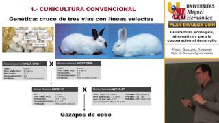 CUNICULTURA ECOLÓGICA ALTERNATIVA Y PARA LA COOPERACIÓN AL DESARROLLO [upl. by Mcfarland7]