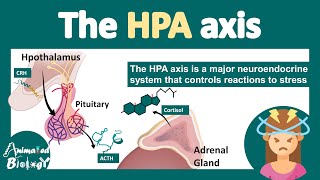 HPA axis  HypothalamusPituitaryAdrenal Axis  What is the role of HPA axis in stress physiology [upl. by Ahsiryt]