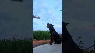 canecorso canecorsopuppies canecorsodog cane corso puppy for sale [upl. by Maxey238]