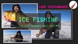 Lake Diefenbaker Multi  Species Ice Fishing [upl. by Ellives]