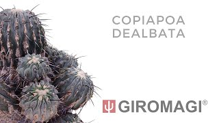 Copiapoa dealbata [upl. by Ezmeralda]