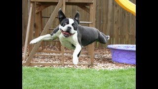 Funniest Boston Terrier Videos Compilation 2017  Funny Dogs Video [upl. by Amelie]