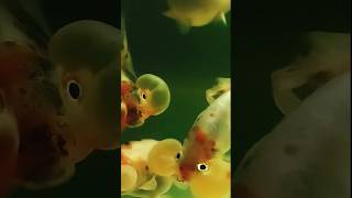 Bubble eye strong fish goldfish poisson aquarium fish fishtank tank bubble eye fancy [upl. by Chandler]