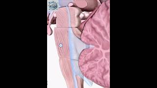 Essential Guide to Brain Cross Sections Identify Key Structures Easily brainstructure brainmap [upl. by Ribal445]