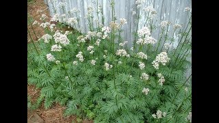 La valériane officinale  semis culture plantation entretien et récolte [upl. by Berthold]