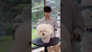 비숑미용 Bichon Grooming [upl. by Ohara466]