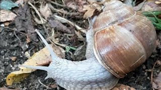 Helix pomatia  Roman snail  Escargot de Bourgogne 🐌 [upl. by Aihsotal488]