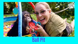 BABY CHIMP BALL PIT [upl. by Clarabelle]