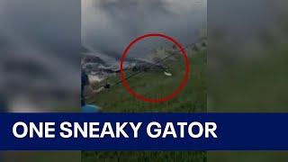 Alligator charges from water to steal Florida boys fish in viral sneak attack [upl. by Randal]