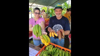 4 Clases de Guineos Boricuas 🍌🇵🇷🍌 Colorao Piñitas Manzanos y Verdes ❤️ Cosecha de su Finca ⭐ Est [upl. by Pedroza]