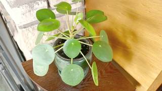 Pilea Peperomioides Plant Growth Update and Propagation [upl. by Sabu577]