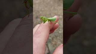 Praying mantis interesting behaviour [upl. by Enitnelav719]