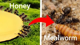 Creating the most POWERFUL Ant Colony EVER [upl. by Nilkoorb539]