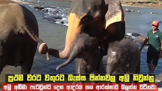 පින්නවල අලි නිවුන් පැටවු පළමු වරට නාපු හැටි  First bath of twin baby elephants in Pinnawala  news [upl. by Melak]