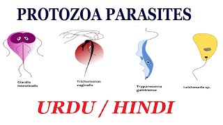 Definition and Examples of Protozoa Types of Parasite Urdu  Hindi [upl. by Nahguav490]