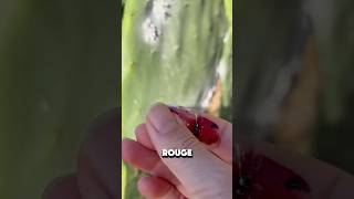 Cet insecte libère un rouge magnifique 😳 [upl. by Trescha]