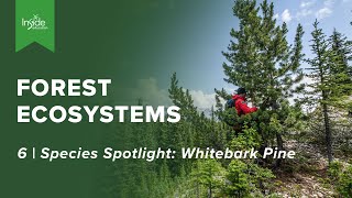 6  Forest Ecosystems  Species Spotlight Whitebark Pine [upl. by Latonia]