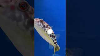 Der schönste KUGELFISCH  Tetraodon pustulatus quotRed Spottedquot youtubecreatorcommunity ZOOBOXde [upl. by Slaohcin]