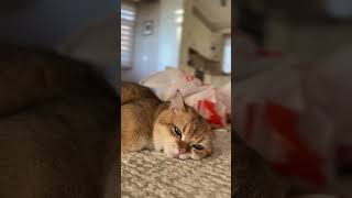 Cat Mia’s live Rest time catlover fypyoutube cute cat britishshorthair [upl. by Astor493]