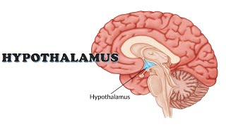 The Hypothalamus  Endocrine system physiology  NCERT [upl. by Costello93]