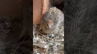 Button quail hatches chicks in aviary [upl. by Asiret783]