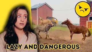 Worlds Laziest Horse quotTrainerquot Ties Foals To Donkeys amp MORE  Raleigh Reacts [upl. by Evoy]