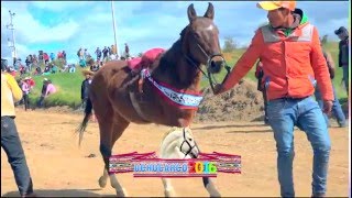 CERTAMEN HIPICA REGIONA  UCHUCARCCO  CHUMBIVILCAS 2016 [upl. by Itsim]