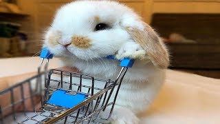 Funny Baby Bunny Rabbit Videos 8  Cute Rabbits 2018 [upl. by Dominga]