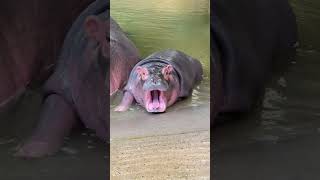 Before amp After Hippo Growing Up P3  Amazing Animal Transformation shorts [upl. by Bouchier21]