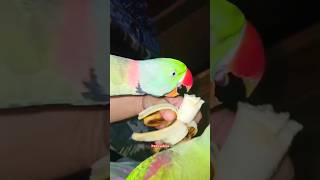 Cute parrot youtubeshorts [upl. by Fillian779]