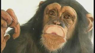 CHIMPANZEE KISSING YOU CHIMPANCE BESANDOTE [upl. by Trah]