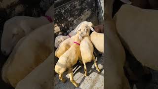 TOP quality Turkey Dumba Farm in india new update 7908756108viralvideo [upl. by Ellehcam613]