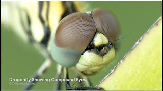 Insect Body parts Regions and Head  entomology  insects documentary  Module 0202 [upl. by Uehttam]