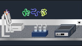 SDSPAGE Sodium Dodecyl Sulfate–PolyAcrylamide Gel Electrophoresis–Animation [upl. by Atcliffe]