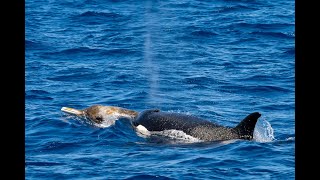 Beaked Whale Pursuit by the Bremer Canyon Orcas [upl. by Torrell98]