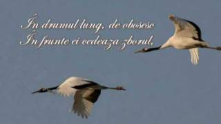 quotCocoriiquot  de Flavius Laurian Duverna [upl. by Kathlene]