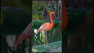 Want to Know the SECRET Behind Flamingos Vibrant Color Watch Now [upl. by Imerej]