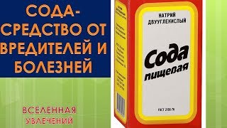 ПИЩЕВАЯ СОДА ЧУДО УДОБРЕНИЕ ДЛЯ ОГУРЦОВ ТОМАТОВ И ДРУГИХ РАСТЕНИЙ СРЕДСТВО ОТ МУЧНИСТОЙ РОСЫ И ТЛИ [upl. by Vernice921]